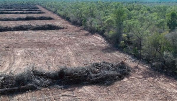 El desmonte en Salta tiene nombre, apellido y millones de dólares