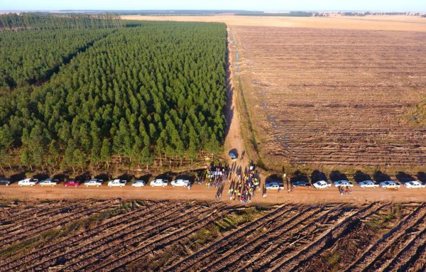 Avance extractivista forestal en Corrientes: Central Puerto adquiere 88.000 hectáreas de bosques a Harvard