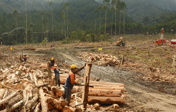 DL 701. Matte, Angelini y Von Appen: Los magnates beneficiados por el fisco y su relación con los incendios forestales