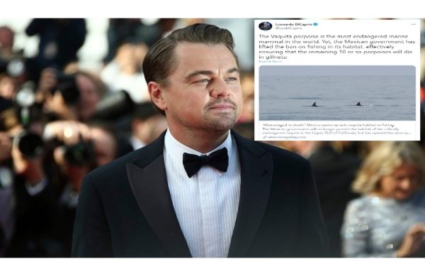 Leonardo DiCaprio cuestiona al gobierno de México de desamparar a la vaquita marina