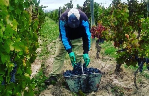 Situación crítica de contratistas de viñas y frutales: más de dos mil familias rurales debajo de la línea de pobreza