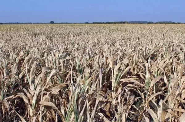 Planeros: la Sociedad Rural destruye el ambiente y ahora quiere subsidios