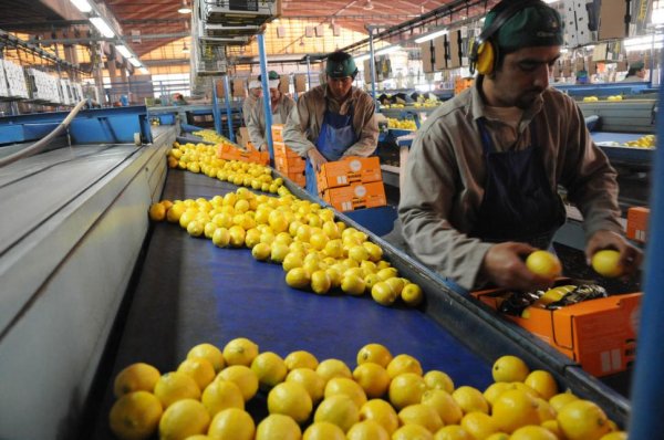 Las patronales del citrus anuncian un "estado de emergencia"