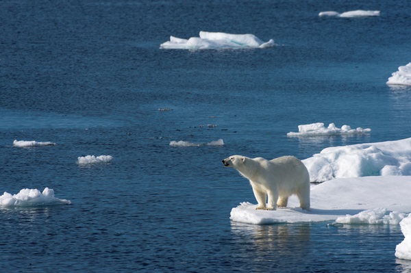 Oso polar en Noruega | Foto: Wolfgang Kaehler (Getty Images)