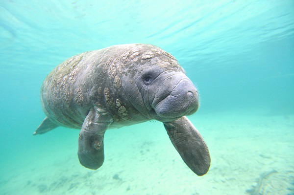 Los manatíes están en peligro de extinción | Foto: Getty Images