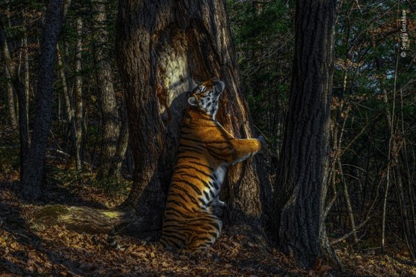 El abrazo: la mejor fotografía de vida salvaje del 2020 