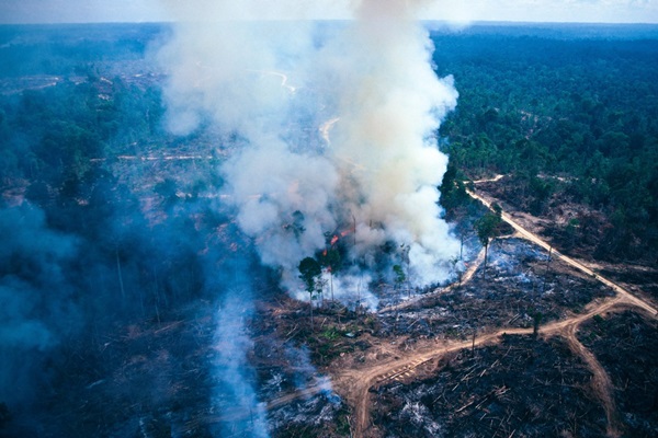 Quemas de sectores ganaderos para rebrote en Sumatra | Foto: MsLightBox (Getty Images)