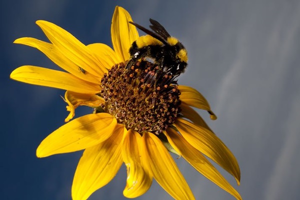 Abejorro consume el néctar de un girasol en Arizona | Foto: Mark W. Moffett