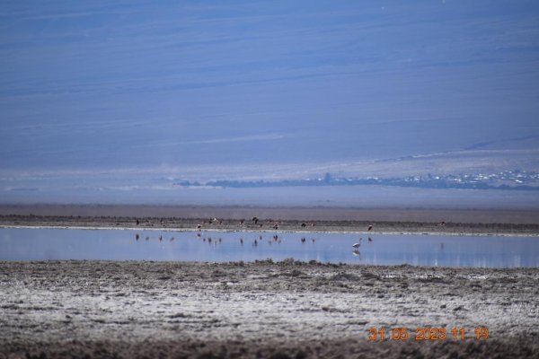 Comunidades indígenas interponen denuncia por hundimiento de salar de Atacama debido a extracción de litio en Chile