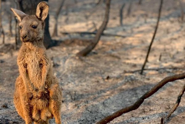 De la sequía y el incendio a la inundación: en Australia "lo peor está por venir"