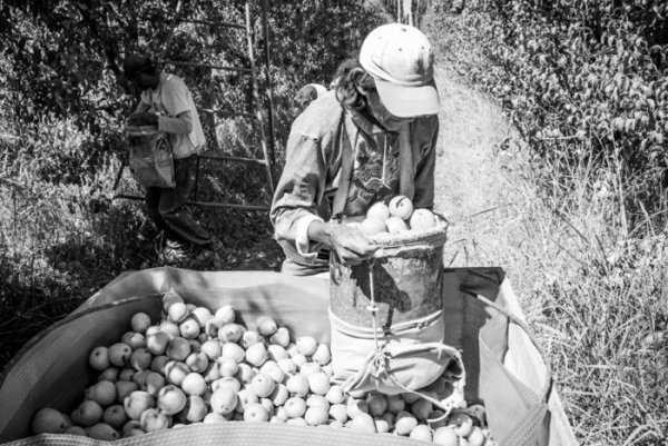 Río Negro: brutal protocolo antiobrero para trabajadores golondrina