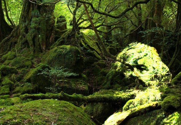 Metabolismo sociedad-naturaleza: una forma de comprender la crisis climática y ecológica