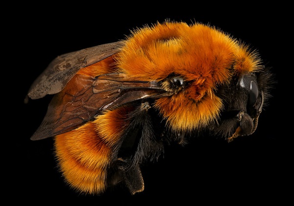 Bombus dahlbomii | Foto: USGS Bee Inventory and Monitoring Lab