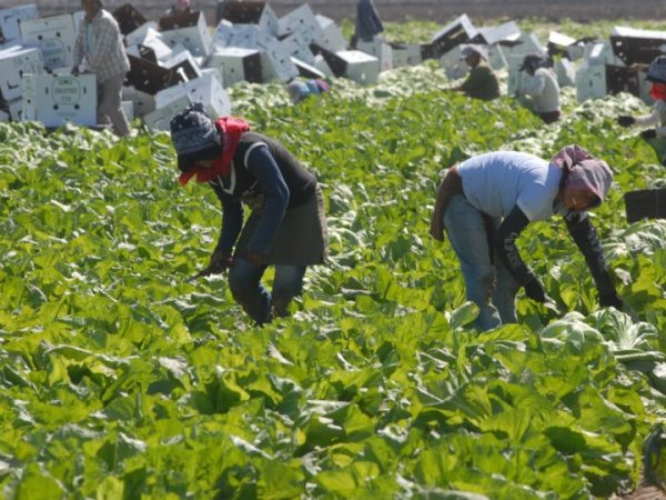 Jornaleras y jornaleros de San Quintín: ante la explotación, la organización