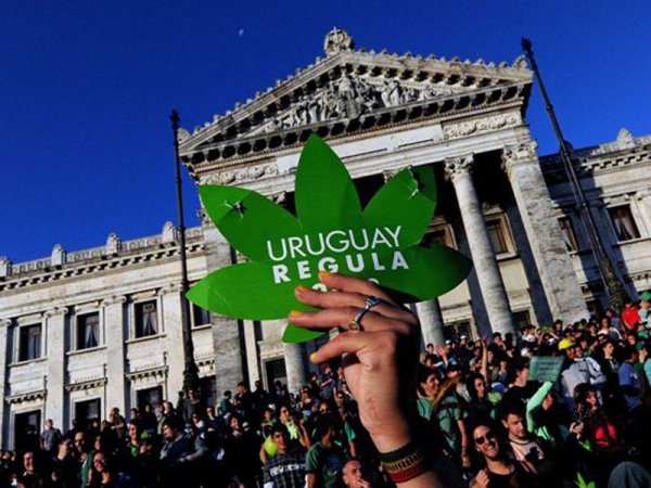 Legalización en Uruguay: un registro con muchas dudas