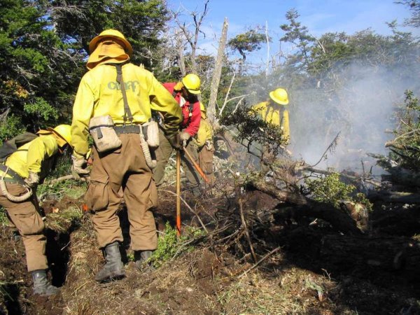 Trabajadores de la CONAF llevan más de una semana paralizados: acusan nepotismo político 