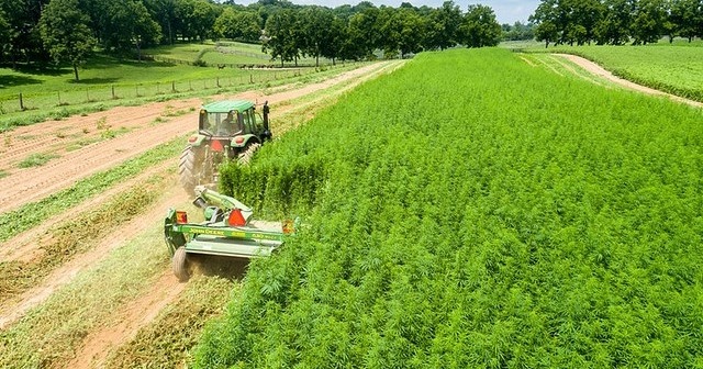 Así se ve una plantación de cáñamo