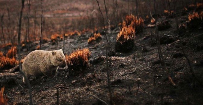 Los wombats son "héroes" accidentales en los incendios de Australia | Foto: Yvonne Van der Horst - Getty Images