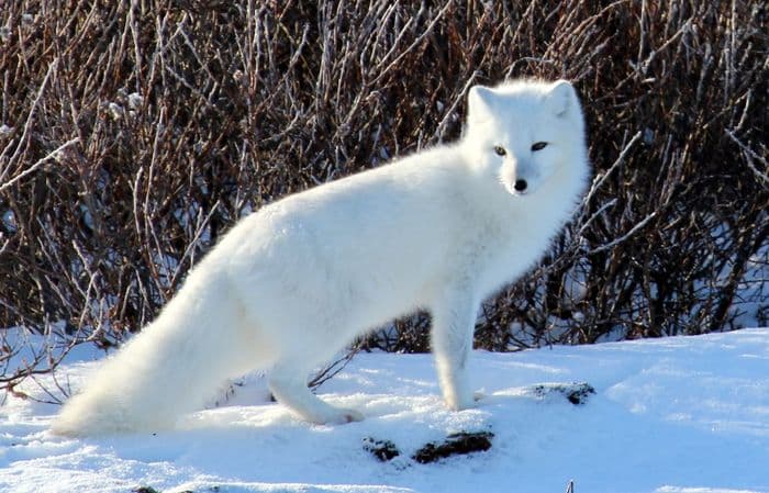 Zorro ártico. Uno de los pocos ejemplos donde se revirtió la pérdida de biodiversidad en una población de Escandinavia