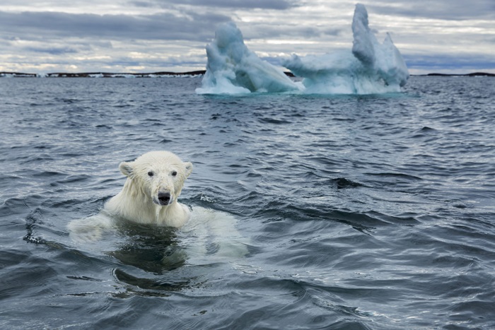 Oso polar en Repulse Bay, Nunavut, Canadá | Foto: Paul Souders (Getty Images)