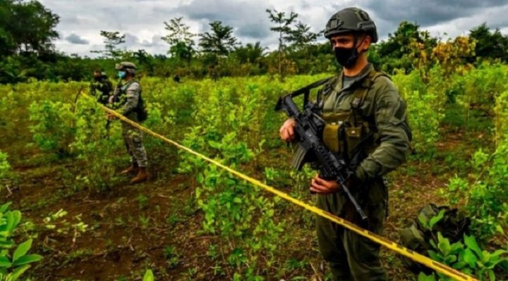 Foto: BBC Mundo (campos de producción de coca en Colombia)