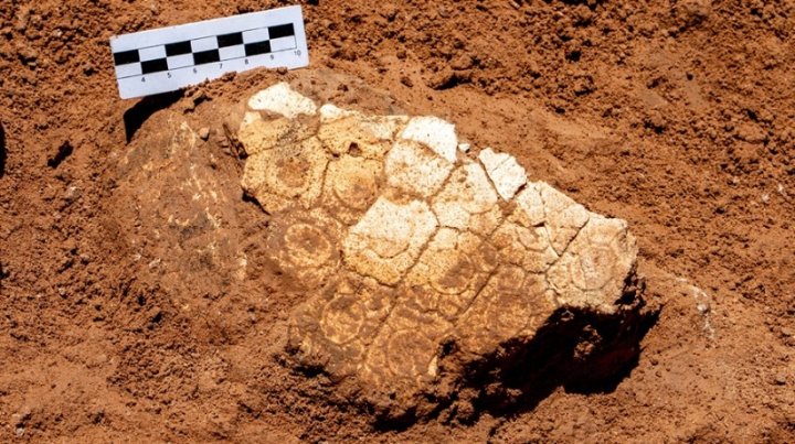 "Son los primeros registros de fósiles que se encuentran de este tipo en Santiago del Estero", aseguró el biólogo Pablo Gaudioso. Foto: Gentileza Patrimonio Cultural de la Provincia | Télam