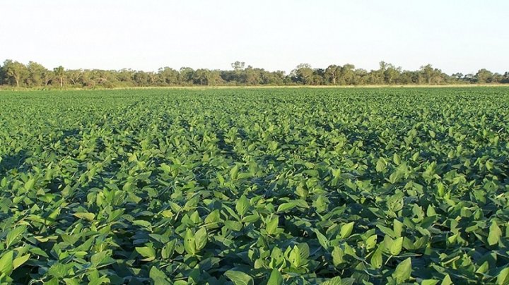 Por efecto de la sequía en sudamérica, Estados Unidos recortó estimación de la producción de soja en Argentina y la región. Foto: Telam.