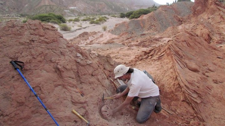 Foto: La paleontóloga Anjali Goswami aseguró que el hallazgo "muestra que los dinosaurios que vivían en esta región eran bastante diferentes de los de otras partes de Argentina" | Télam