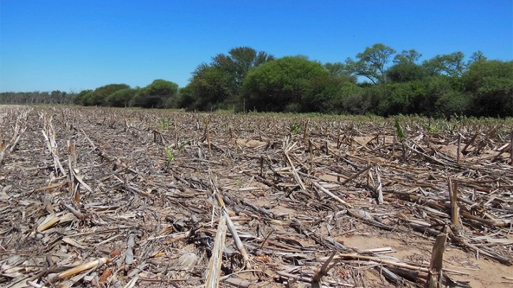 Foto: Deforestación | Télam