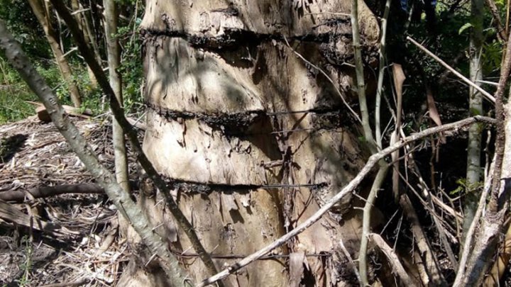 Árbol identificado por sobrevivientes.