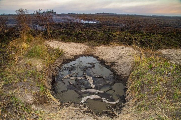 Foto: Emilio White | Instagram @white.emilio l Yacarés amontonados en un pequeño espejo de agua