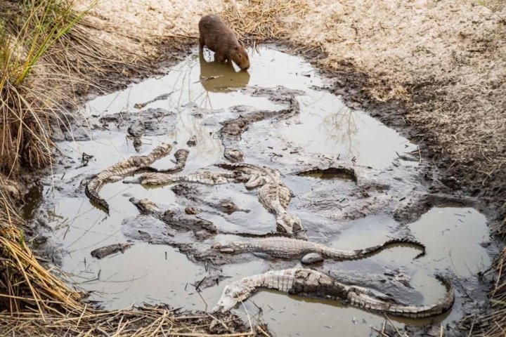 Foto: Emilio White | Instagram @white.emilio l Un carpincho bebe agua de un pequeño estanque con yacarés en una reserva privada de la zona norte de los Esteros del Iberá