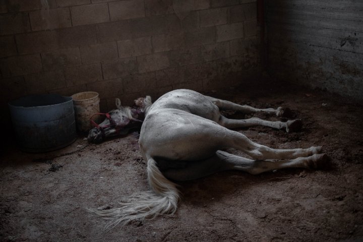 Caballo abatido del hombre de la vivienda. El aniquilamiento de cualquier recurso que pueda servir para la subsistencia de los palestinos es una constante. Foto: Caterina Albert