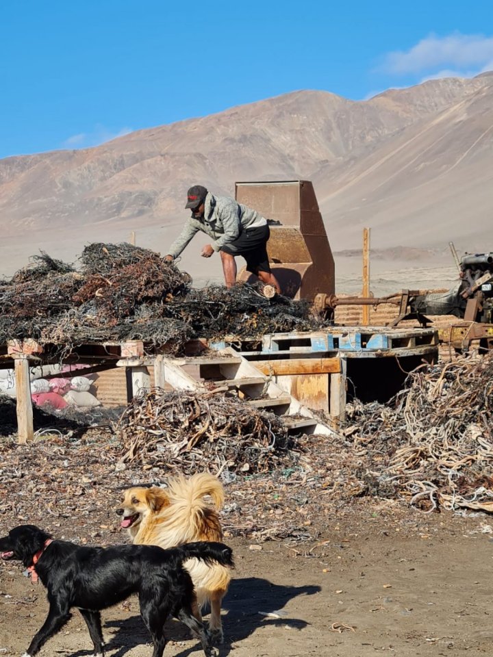 Alguero triturando en el "chancho" las algas para su venta, Caleta Errazuriz, Antofagasta